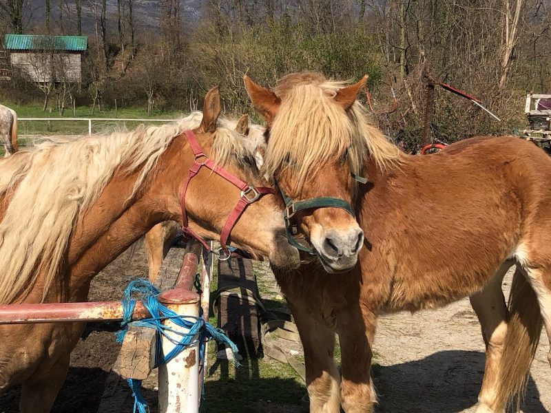 Skola jahanja za osobe s invaliditetom